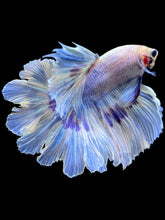 Load image into Gallery viewer, Male Rosetail - Purple Butterfly #1989 - Live Betta Fish
