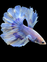 Load image into Gallery viewer, Male Rosetail - Purple Butterfly #1989 - Live Betta Fish
