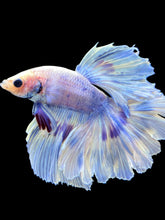 Load image into Gallery viewer, Male Rosetail - Purple Butterfly #1989 - Live Betta Fish
