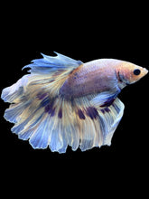 Load image into Gallery viewer, Male Rosetail - Purple Butterfly #1989 - Live Betta Fish
