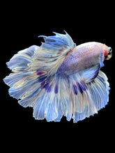 Load image into Gallery viewer, Male Rosetail - Purple Butterfly #1989 - Live Betta Fish
