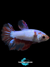 Load image into Gallery viewer, TOP GRADE Female Halfmoon - Fancy Dragon #198 - Live Betta Fish
