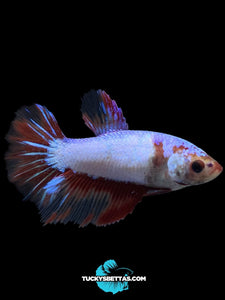 TOP GRADE Female Halfmoon - Fancy Dragon #198 - Live Betta Fish