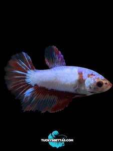 TOP GRADE Female Halfmoon - Fancy Dragon #198 - Live Betta Fish