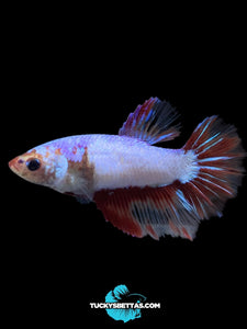 TOP GRADE Female Halfmoon - Fancy Dragon #198 - Live Betta Fish