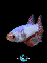 Load image into Gallery viewer, TOP GRADE Female Halfmoon - Fancy Dragon #198 - Live Betta Fish
