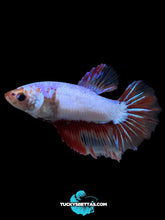 Load image into Gallery viewer, TOP GRADE Female Halfmoon - Fancy Dragon #198 - Live Betta Fish
