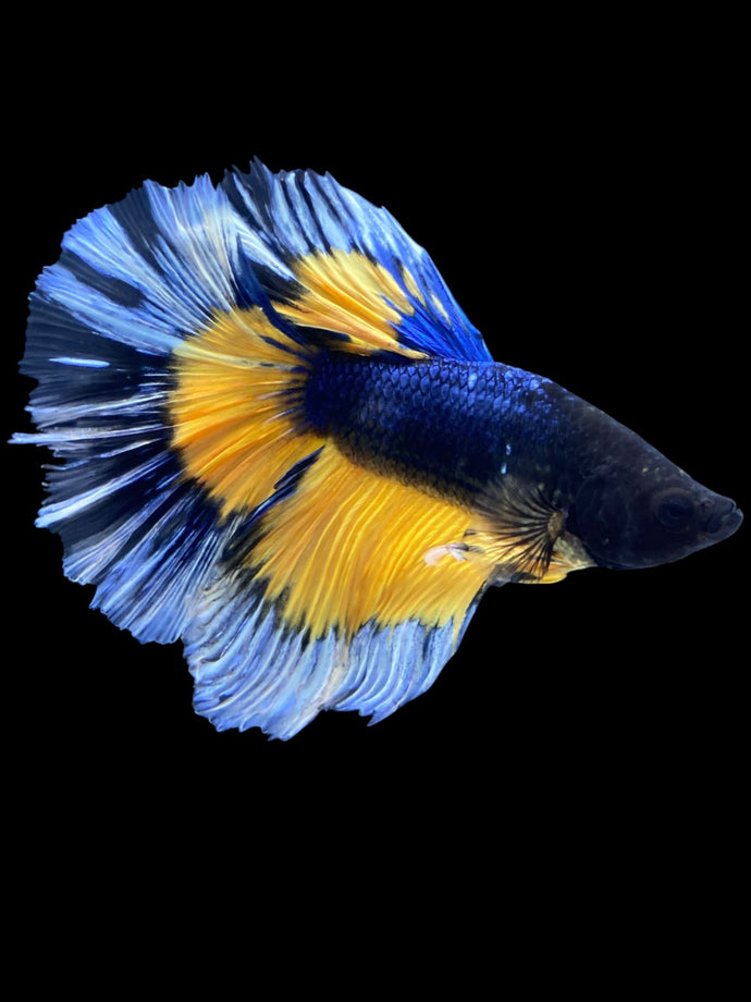 Male Halfmoon - Fancy Blue Yellow #1990 - Live Betta Fish