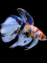Load image into Gallery viewer, Male Veiltail - Candy #1991 - Live Betta Fish
