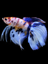 Load image into Gallery viewer, Male Veiltail - Candy #1991 - Live Betta Fish
