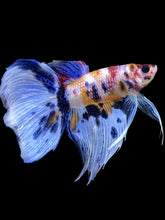 Load image into Gallery viewer, Male Veiltail - Candy #1991 - Live Betta Fish
