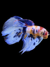 Load image into Gallery viewer, Male Veiltail - Candy #1991 - Live Betta Fish
