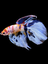 Load image into Gallery viewer, Male Veiltail - Candy #1991 - Live Betta Fish
