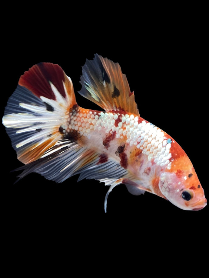 GIANT Male Halfmoon Plakat - Candy Copper #1992 - Live Betta Fish