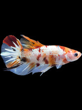 Load image into Gallery viewer, GIANT Male Halfmoon Plakat - Candy Copper #1992 - Live Betta Fish
