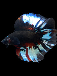 Male Fullmoon - Black Devil #1995 - Live Betta Fish