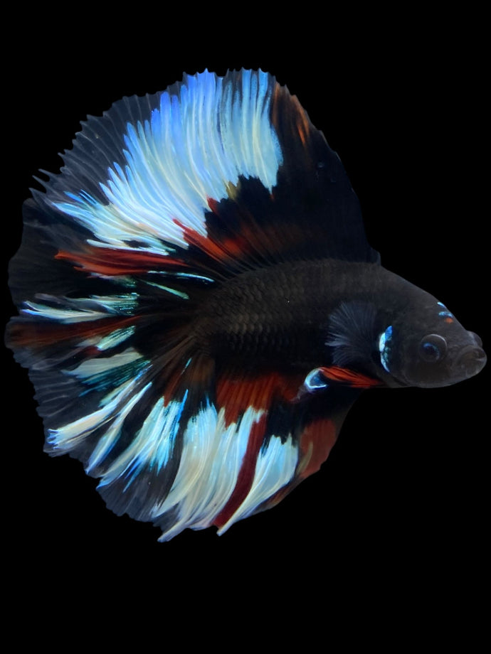 Male Fullmoon - Black Devil #1995 - Live Betta Fish
