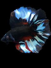 Load image into Gallery viewer, Male Fullmoon - Black Devil #1995 - Live Betta Fish
