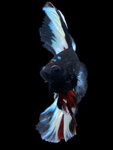 Load image into Gallery viewer, Male Fullmoon - Black Devil #1995 - Live Betta Fish
