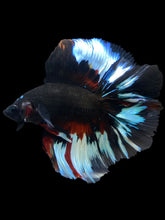 Load image into Gallery viewer, Male Fullmoon - Black Devil #1995 - Live Betta Fish
