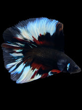 Load image into Gallery viewer, Male Fullmoon - Black Devil #1995 - Live Betta Fish
