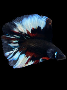 Male Fullmoon - Black Devil #1995 - Live Betta Fish