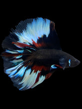 Load image into Gallery viewer, Male Fullmoon - Black Devil #1995 - Live Betta Fish

