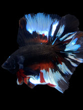 Load image into Gallery viewer, Male Fullmoon - Black Devil #1995 - Live Betta Fish
