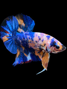 Male Halfmoon Plakat - Candy #1997 - Live Betta Fish