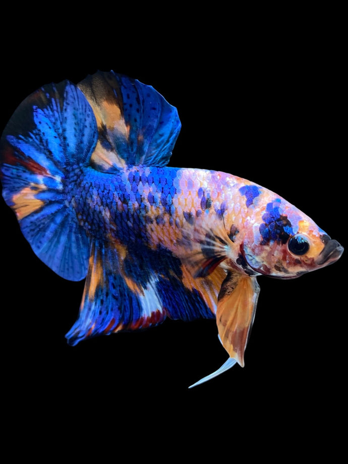 Male Halfmoon Plakat - Candy #1997 - Live Betta Fish