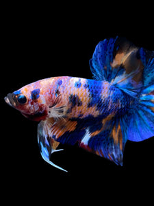 Male Halfmoon Plakat - Candy #1997 - Live Betta Fish