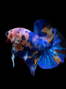 Male Halfmoon Plakat - Candy #1997 - Live Betta Fish