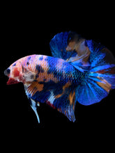 Load image into Gallery viewer, Male Halfmoon Plakat - Candy #1997 - Live Betta Fish
