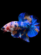 Load image into Gallery viewer, Male Halfmoon Plakat - Candy #1997 - Live Betta Fish
