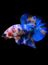 Load image into Gallery viewer, Male Halfmoon Plakat - Candy #1997 - Live Betta Fish
