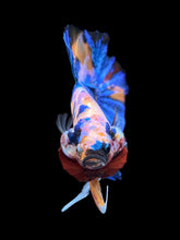 Load image into Gallery viewer, Male Halfmoon Plakat - Candy #1997 - Live Betta Fish
