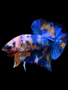 Male Halfmoon Plakat - Candy #1997 - Live Betta Fish
