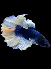 Load image into Gallery viewer, Male Rosetail - Butterfly #1999 - Live Betta Fish
