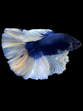 Load image into Gallery viewer, Male Rosetail - Butterfly #1999 - Live Betta Fish
