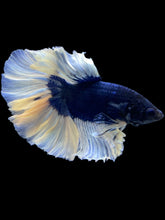 Load image into Gallery viewer, Male Rosetail - Butterfly #1999 - Live Betta Fish

