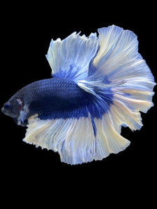 Male Rosetail - Butterfly #1999 - Live Betta Fish