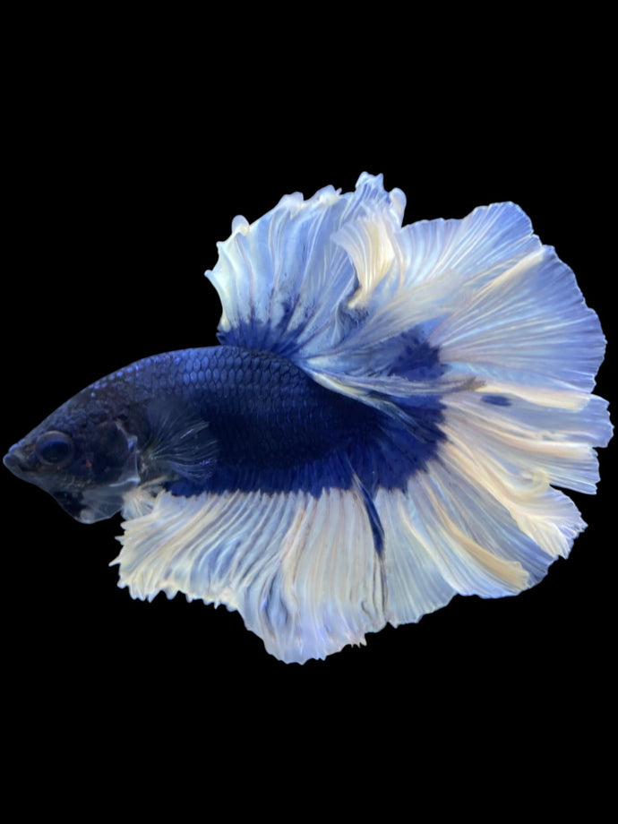 Male Rosetail - Butterfly #1999 - Live Betta Fish