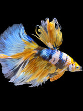 Load image into Gallery viewer, Male Halfmoon - Yellow Galaxy #199 - Live Betta Fish

