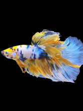 Load image into Gallery viewer, Male Halfmoon - Yellow Galaxy #199 - Live Betta Fish
