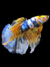 Load image into Gallery viewer, Male Halfmoon - Yellow Galaxy #199 - Live Betta Fish
