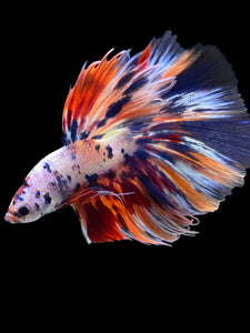 Male Halfmoon - Multicolor #2000 - Live Betta Fish