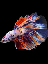 Load image into Gallery viewer, Male Halfmoon - Multicolor #2000 - Live Betta Fish

