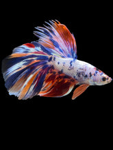 Load image into Gallery viewer, Male Halfmoon - Multicolor #2000 - Live Betta Fish
