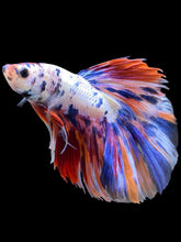 Load image into Gallery viewer, Male Halfmoon - Multicolor #2000 - Live Betta Fish
