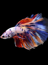 Load image into Gallery viewer, Male Halfmoon - Multicolor #2000 - Live Betta Fish
